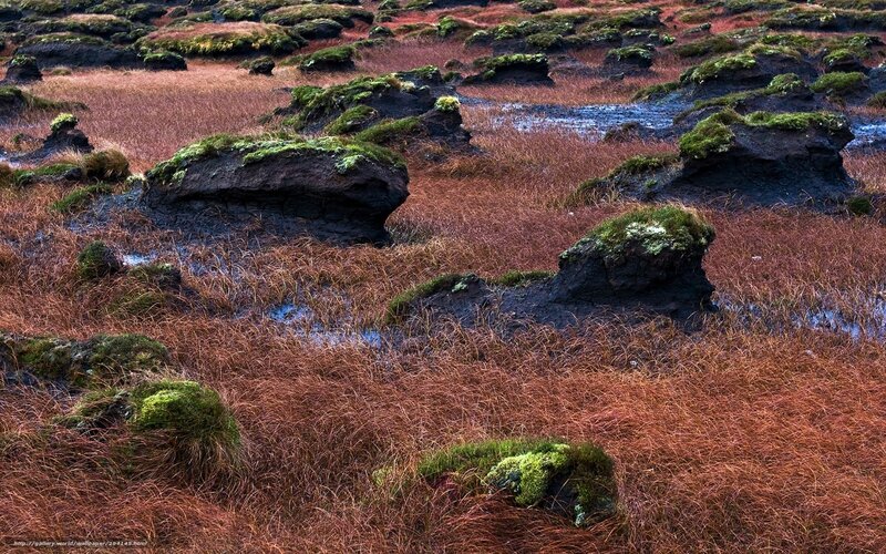 Moss-covered rocks in autumn marsh