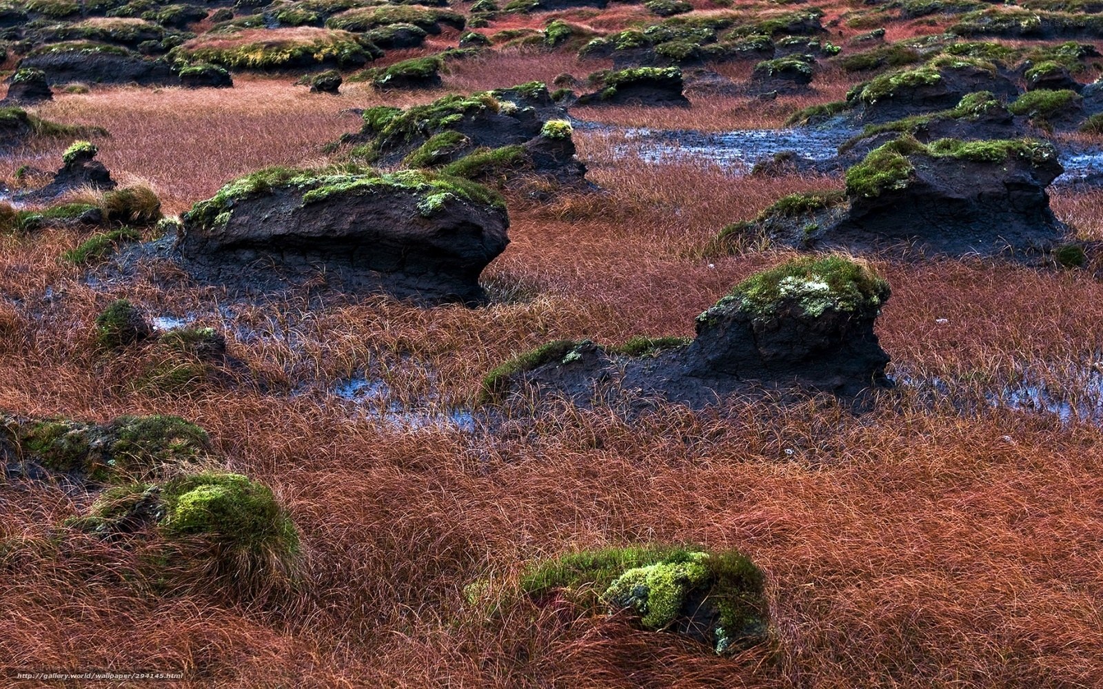 Moss-covered rocks in autumn marsh