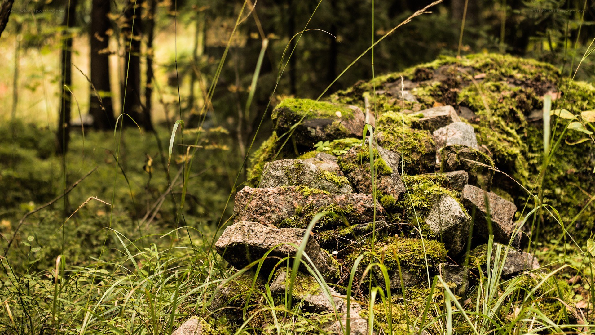 Moss-covered rocks in forest