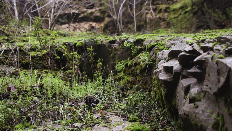 moss-covered rocks in forest