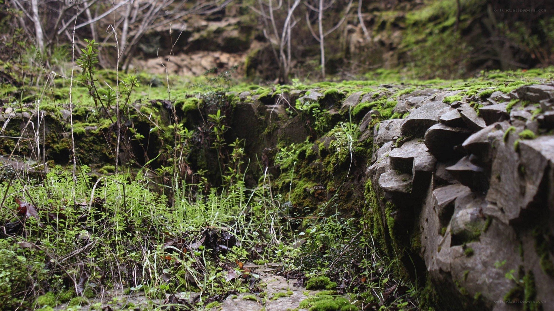 moss-covered rocks in forest