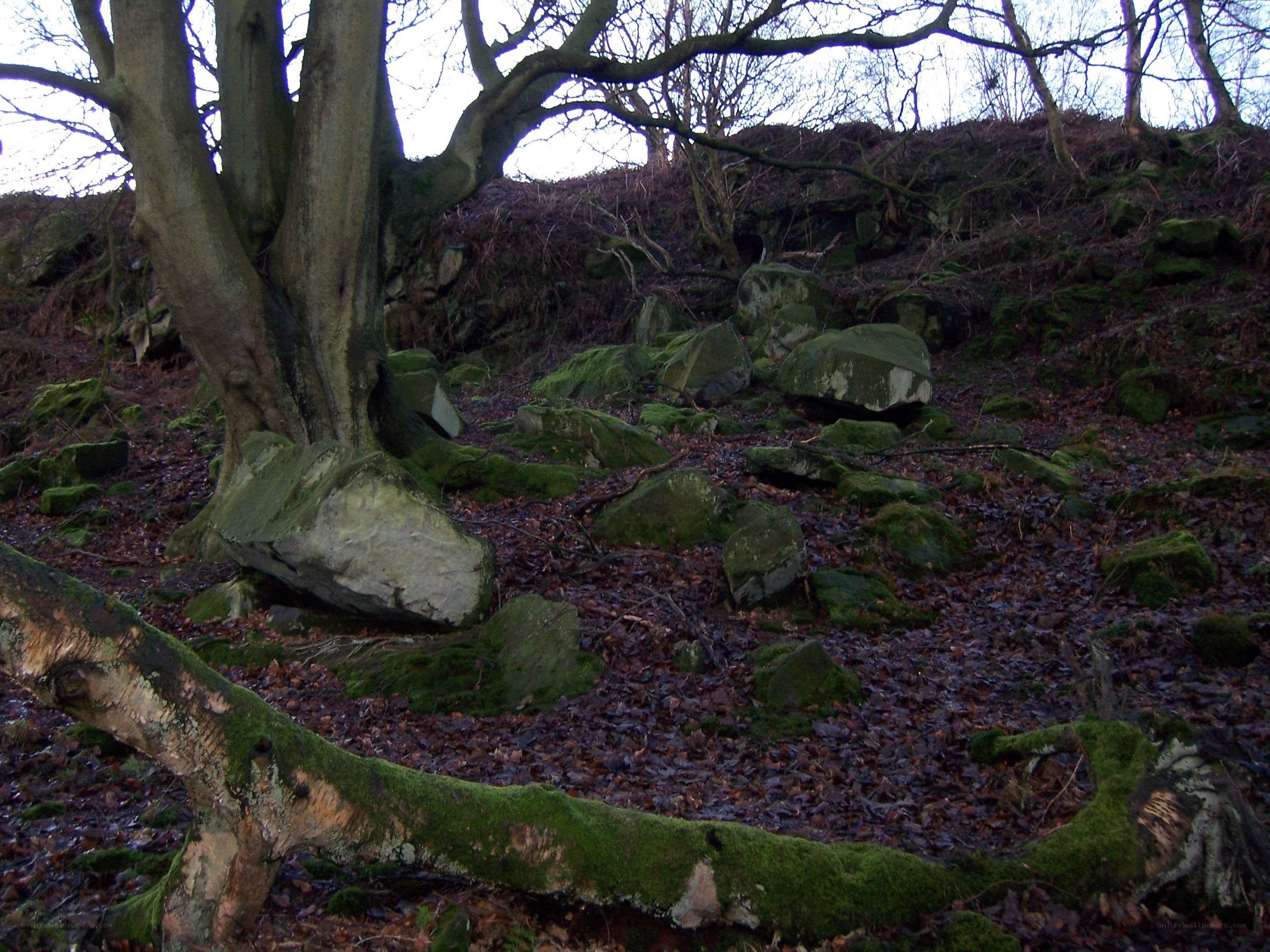 Moss-covered rocks in forest