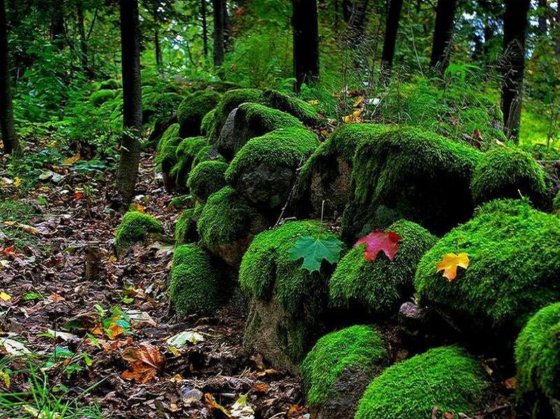 moss-covered rocks in forest