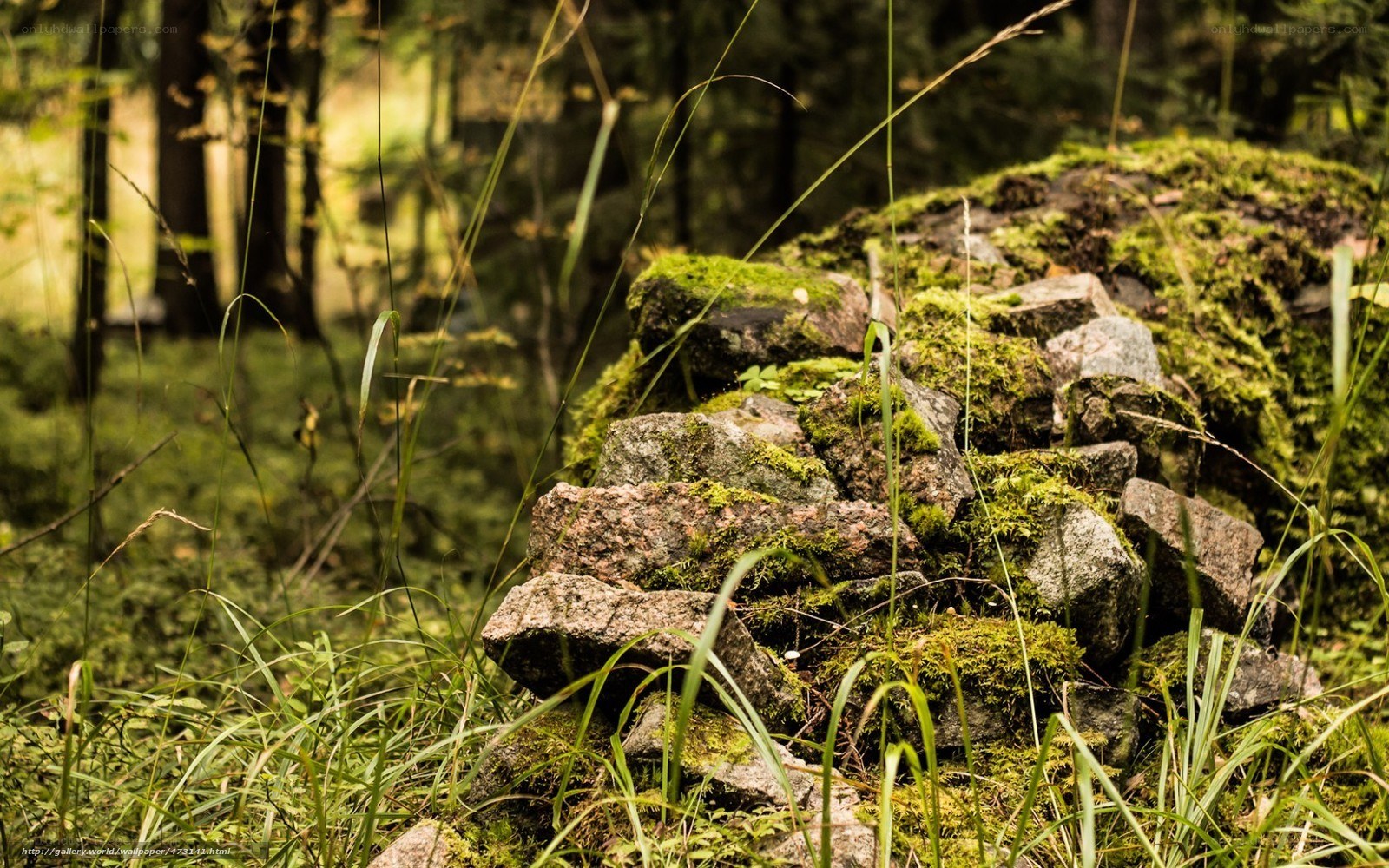 moss-covered rocks in forest