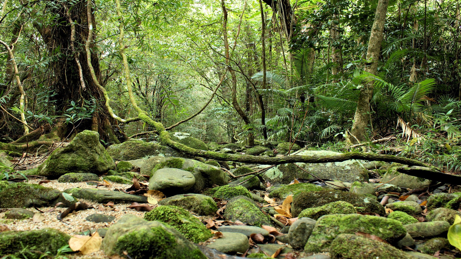 Moss-covered rocks in forest