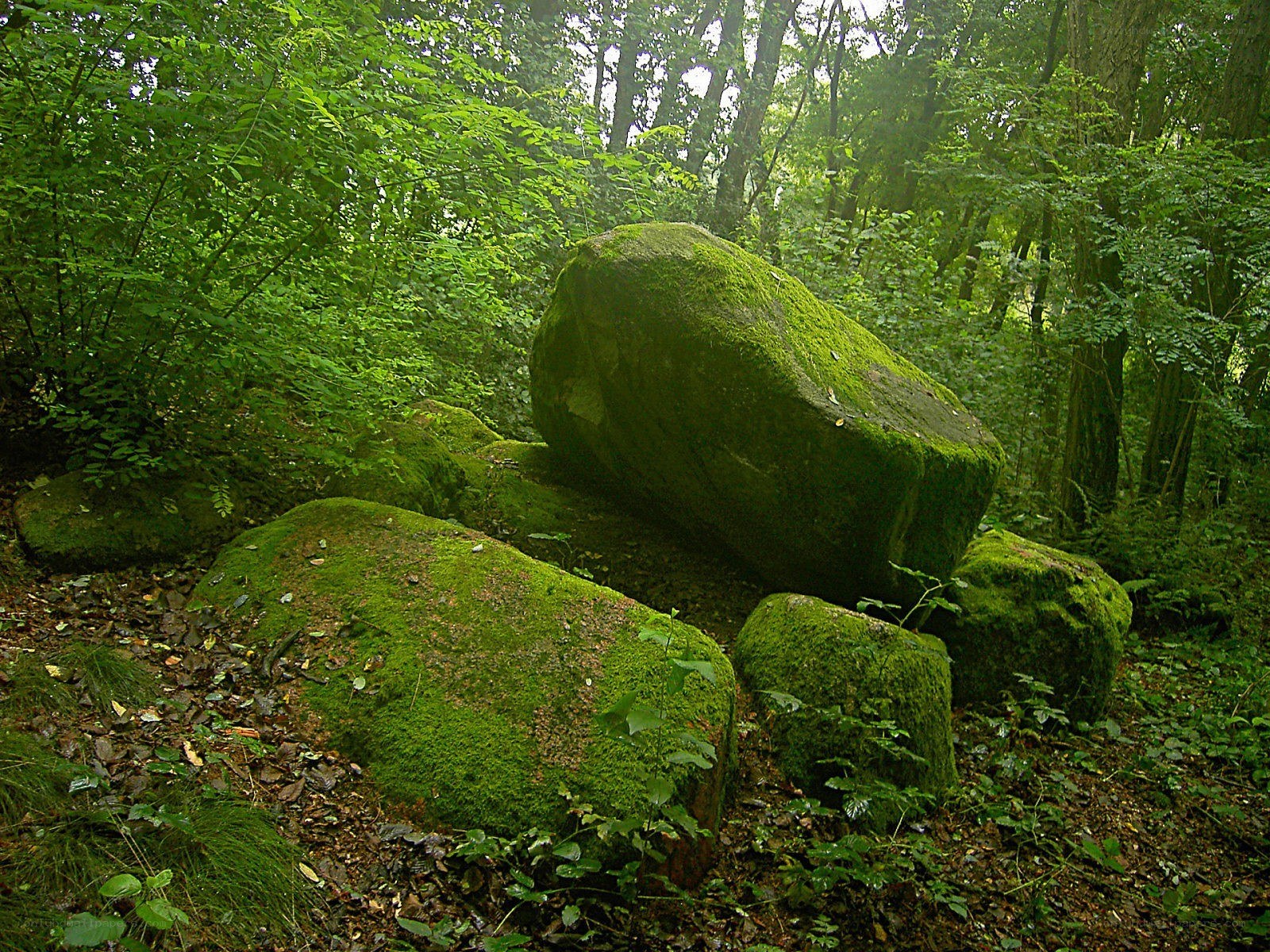 Moss-covered rocks in forest