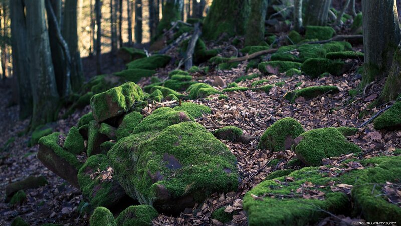 moss-covered rocks in forest