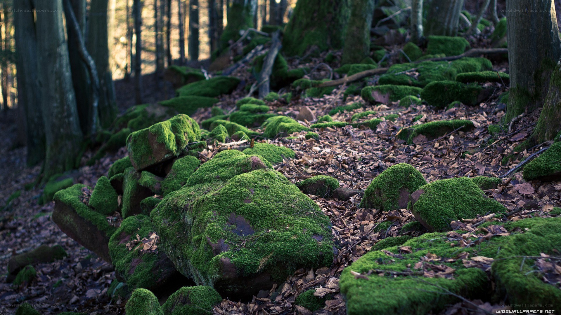 moss-covered rocks in forest