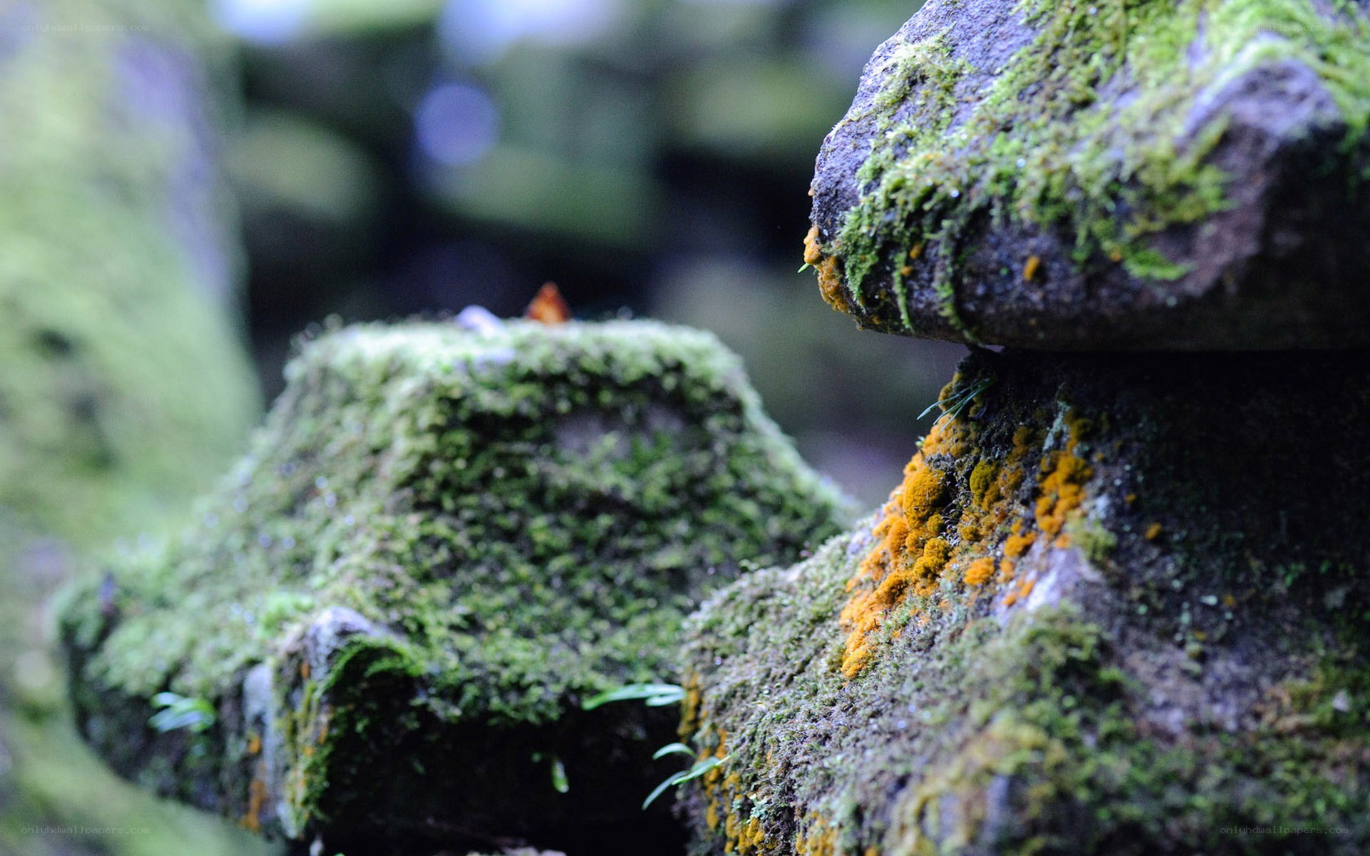 moss-covered rocks in forest