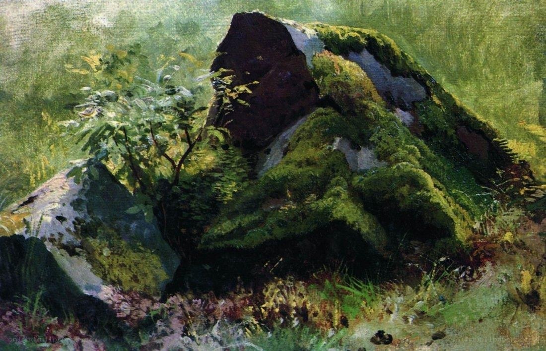 Moss-covered rocks in forest
