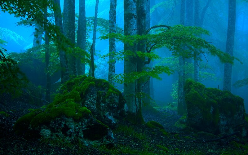 Moss-covered Rocks in Forest — Blue