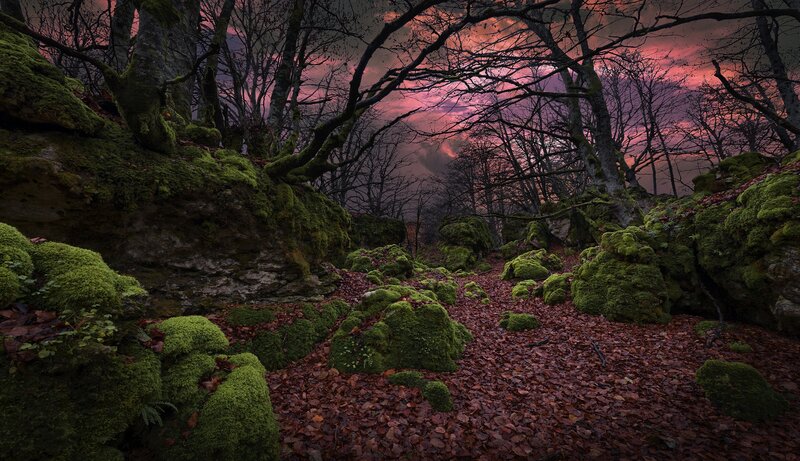 Moss-covered Rocks in Forest — Green, Dramatic
