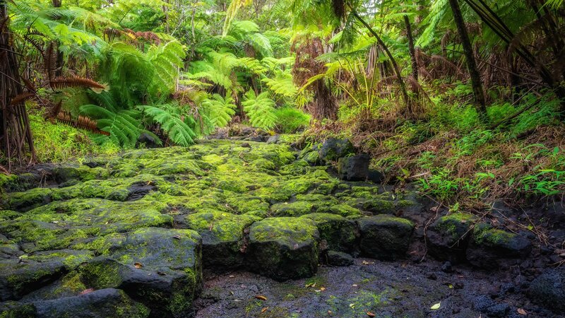 Moss-covered Rocks in Forest — Green, Lush, Afternoon