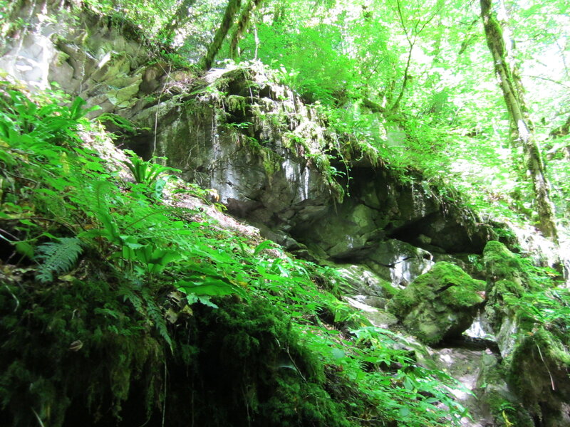 Moss-covered Rocks in Forest — Green, Lush