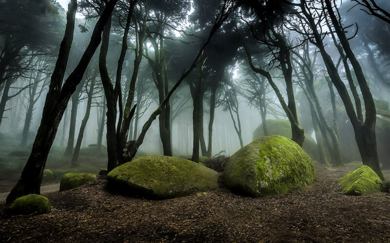 Moss-covered Rocks in Forest — Green, Misty, Morning, Photograph