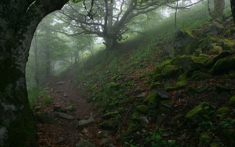 Moss-covered Rocks in Forest — Green, Misty, Morning, Photograph, Trees, Fog, Path