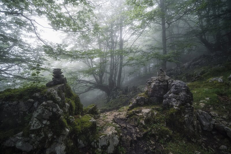 Moss-covered Rocks in Forest — Green, Misty, Morning, Photograph, Trees, Fog