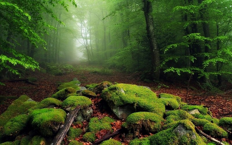 Moss-covered Rocks in Forest — Green, Misty, Morning, Photograph, Trees