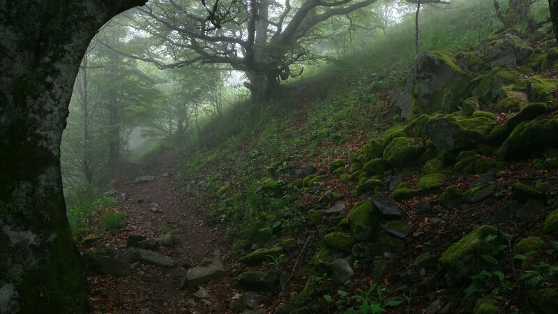 Moss-covered Rocks in Forest — Green, Misty, Morning