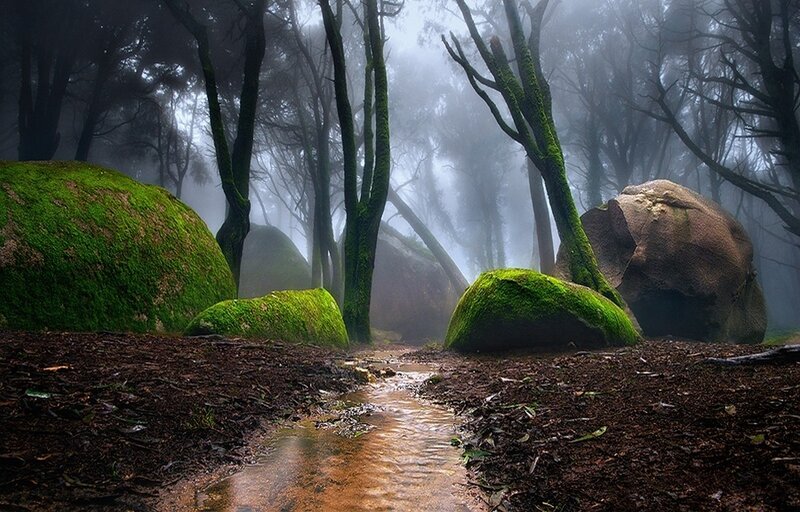 Moss-covered Rocks in Forest — Green, Misty, Photograph