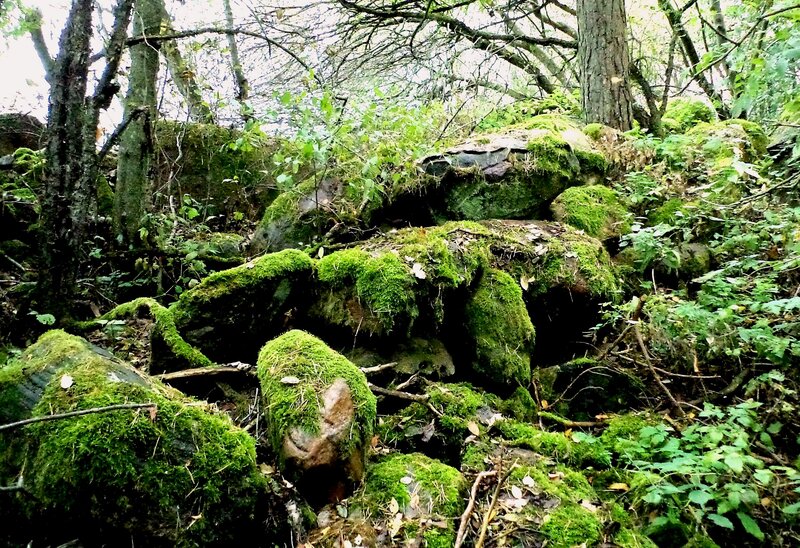 Moss-covered Rocks in Forest — Green, Natural, Autumn, Photograph
