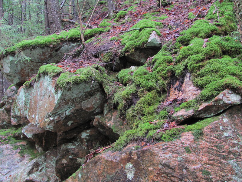Moss-covered Rocks in Forest — Green, Natural, Autumn
