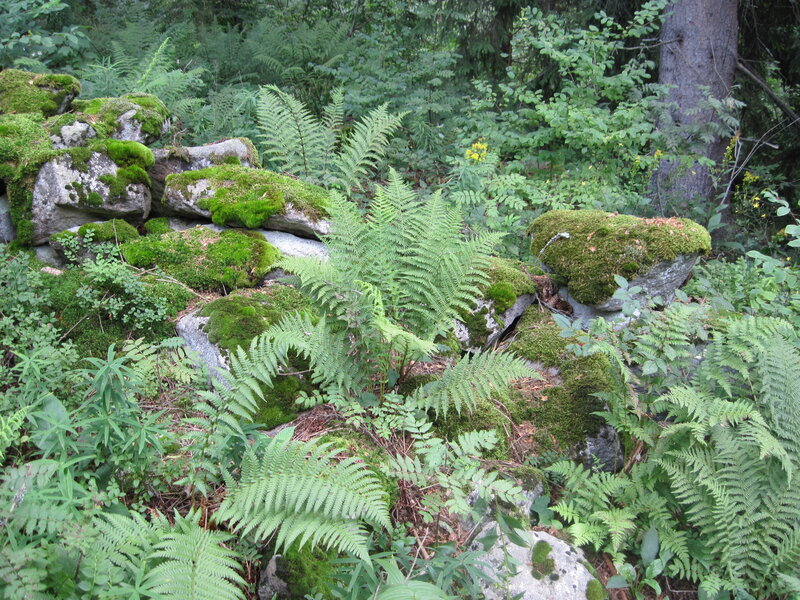 Moss-covered Rocks in Forest — Green, Natural