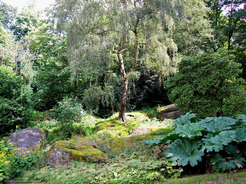 Moss-covered Rocks in Forest — Green, Serene, Afternoon, Photograph, Trees, Bushes