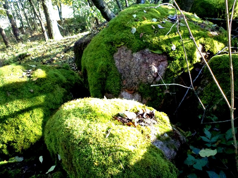 Moss-covered Rocks in Forest — Green, Serene, Afternoon, Photograph, Trees, Leaves