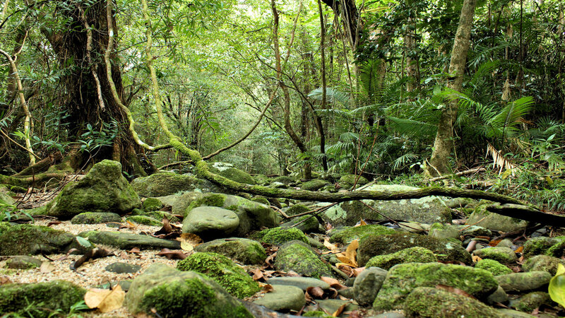 Moss-covered Rocks in Forest — Green, Serene, Afternoon, Photograph, Trees, Moss, Fallen Branch