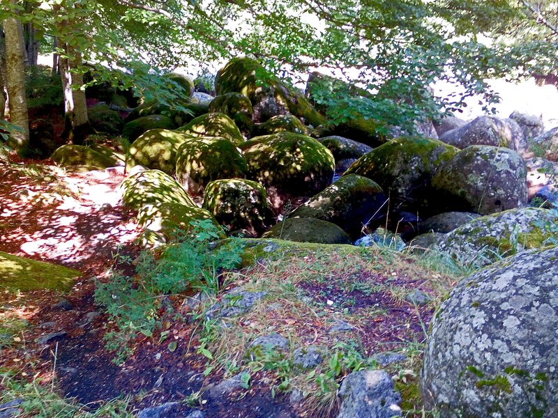 Moss-covered Rocks in Forest — Green, Serene, Afternoon, Photograph, Trees, Moss, Sunlight