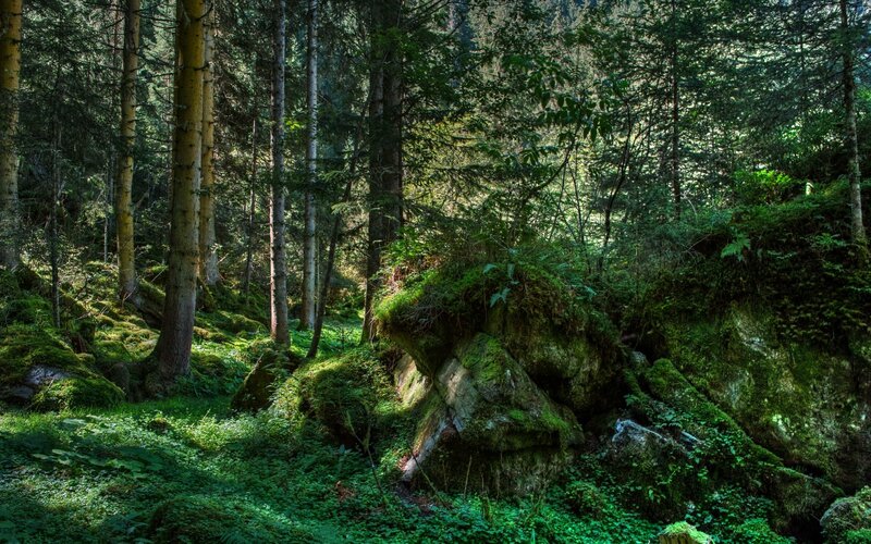 Moss-covered Rocks in Forest — Green, Serene, Afternoon, Photograph, Trees, Moss