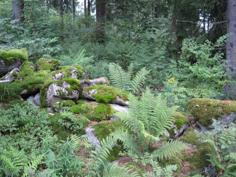 Moss-covered Rocks in Forest — Green, Serene, Afternoon