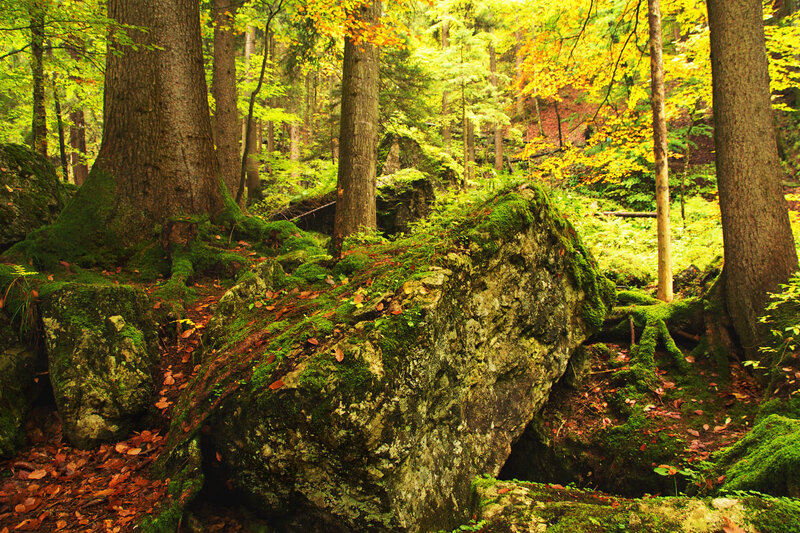 Moss-covered Rocks in Forest — Green, Serene, Autumn, Photograph, Trees, Fallen Leaves