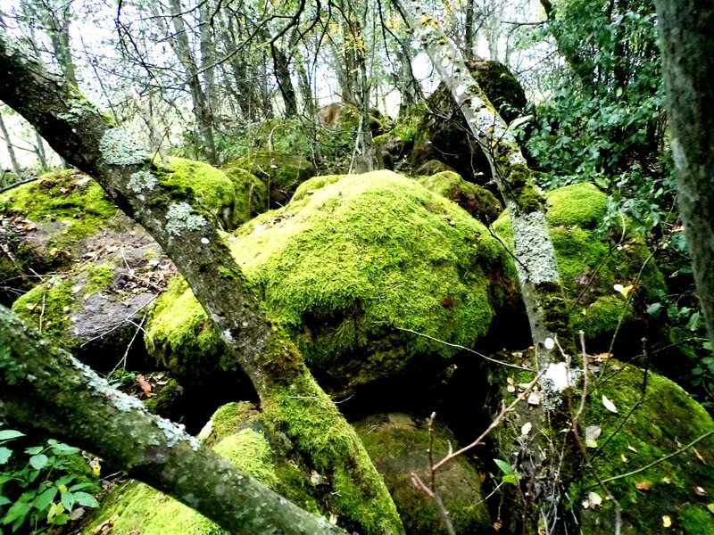 Moss-covered Rocks in Forest — Green, Serene, Autumn