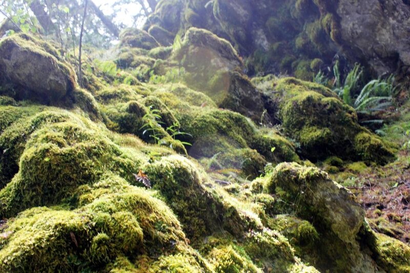 Moss-covered Rocks in Forest — Green, Serene, Morning, Photograph, Moss, Plants