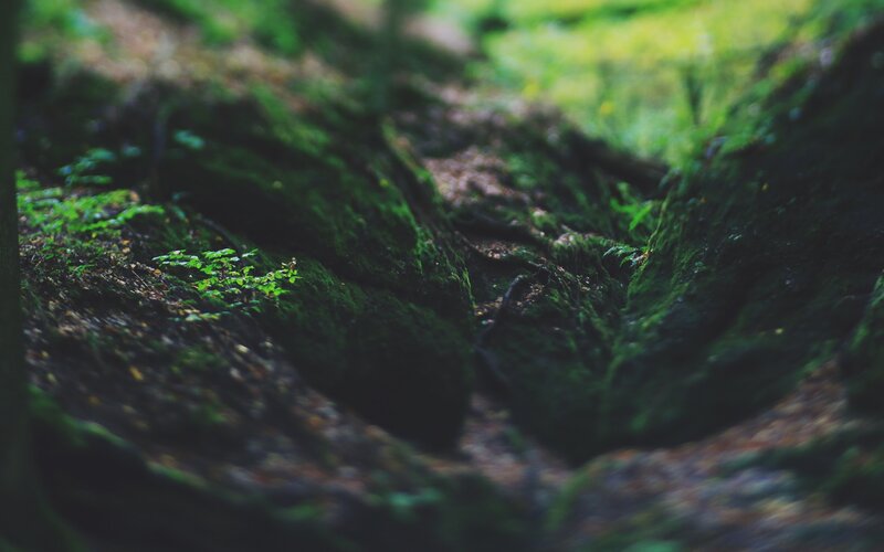 Moss-covered Rocks in Forest — Green, Serene, Morning, Photograph, Moss