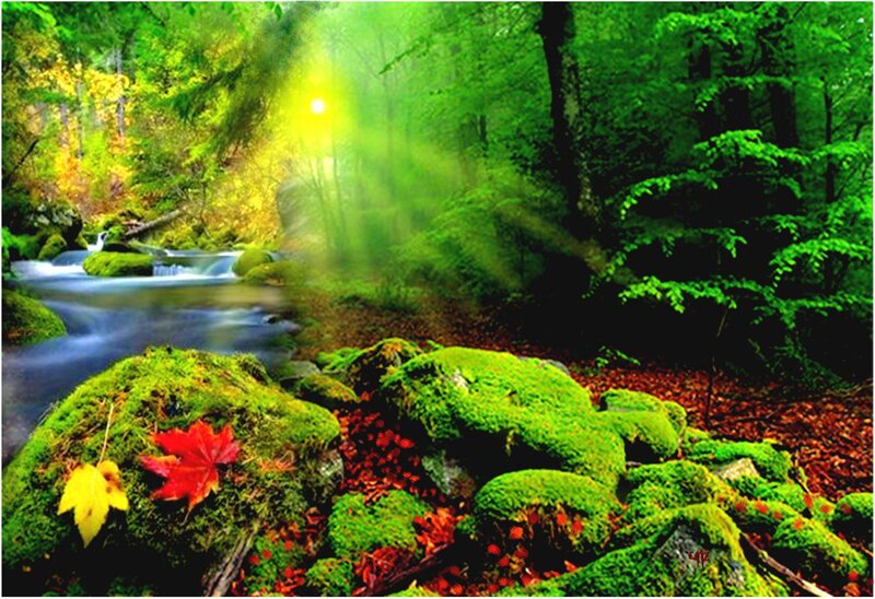 Moss-covered Rocks in Forest — Green, Serene, Morning, Photograph, Stream