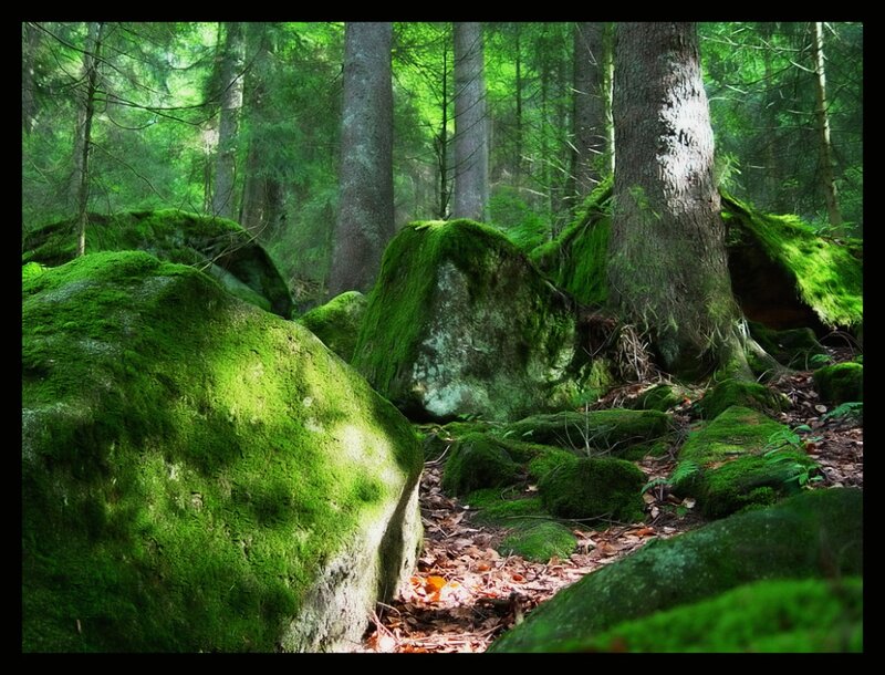 Moss-covered Rocks in Forest — Green, Serene, Morning, Photograph, Trees, Forest Floor