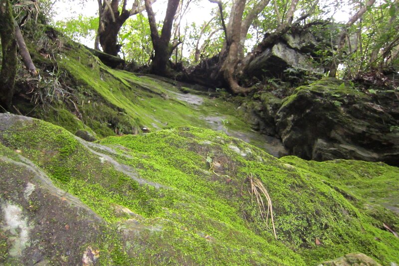 Moss-covered Rocks in Forest — Green, Serene, Morning, Photograph, Trees, Moss