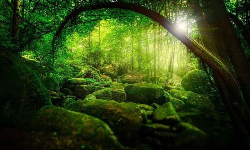 Moss-covered Rocks in Forest — Green, Serene, Morning, Photograph, Trees, Sunlight, Moss