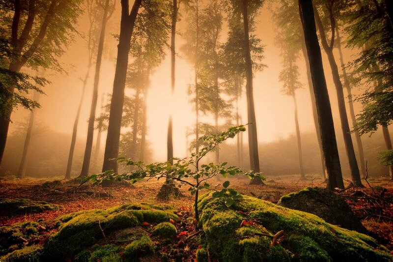 Moss-covered Rocks in Forest — Green, Serene, Morning