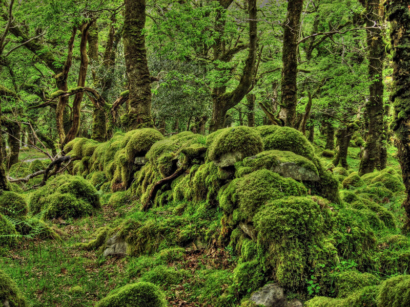 Moss-covered Rocks in Forest — Green, Serene, Photograph