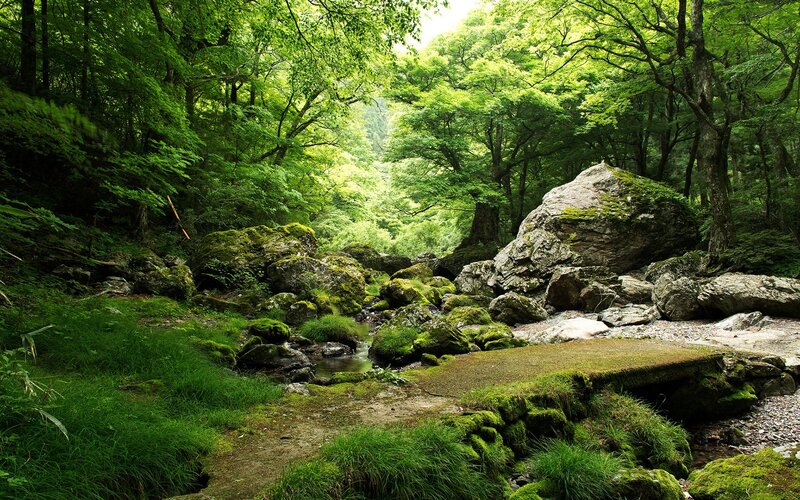 Moss-covered Rocks in Forest — Green, Serene, Summer, Photograph