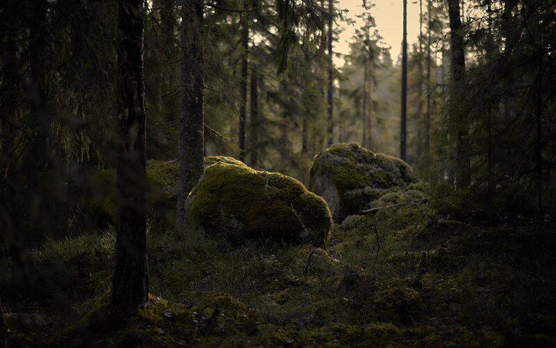 Moss-covered Rocks in Forest — Green, Serene, Sunset