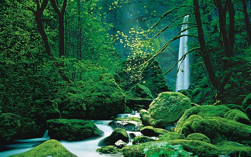 Moss-covered Rocks in Forest — Green, Serene