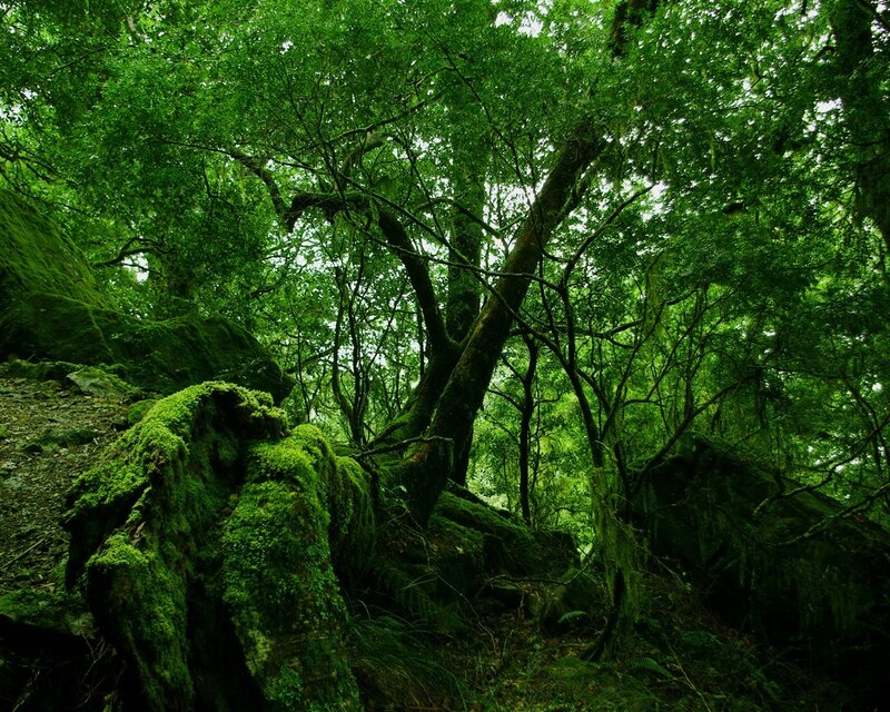 Moss-covered Rocks in Forest — Green