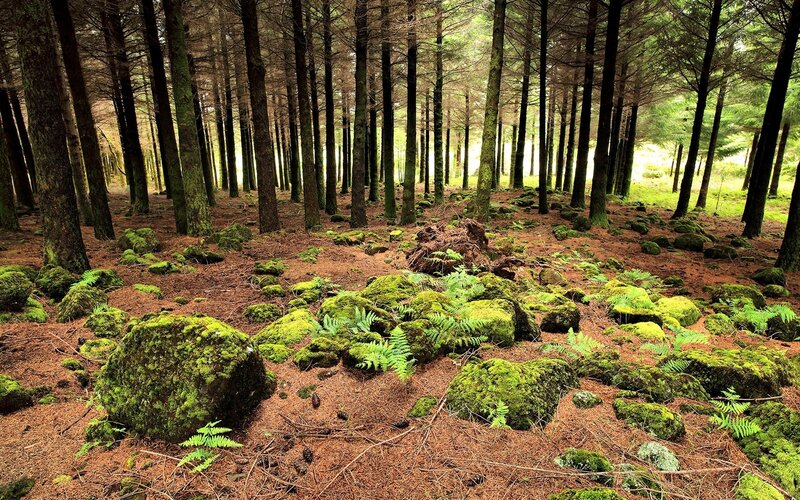 Moss-covered Rocks in Forest — Morning