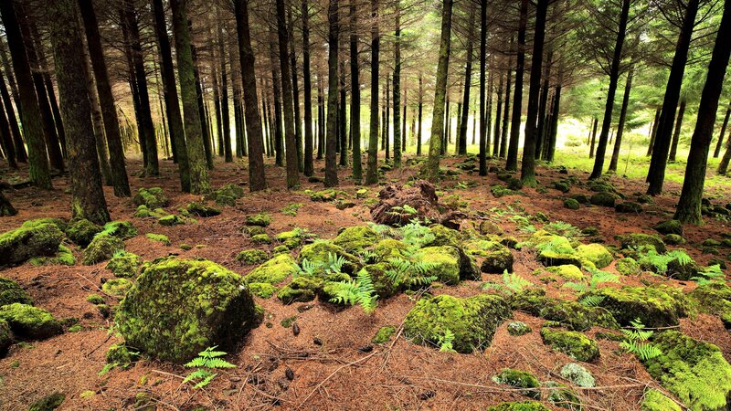 Moss-covered Rocks in Forest — Photograph