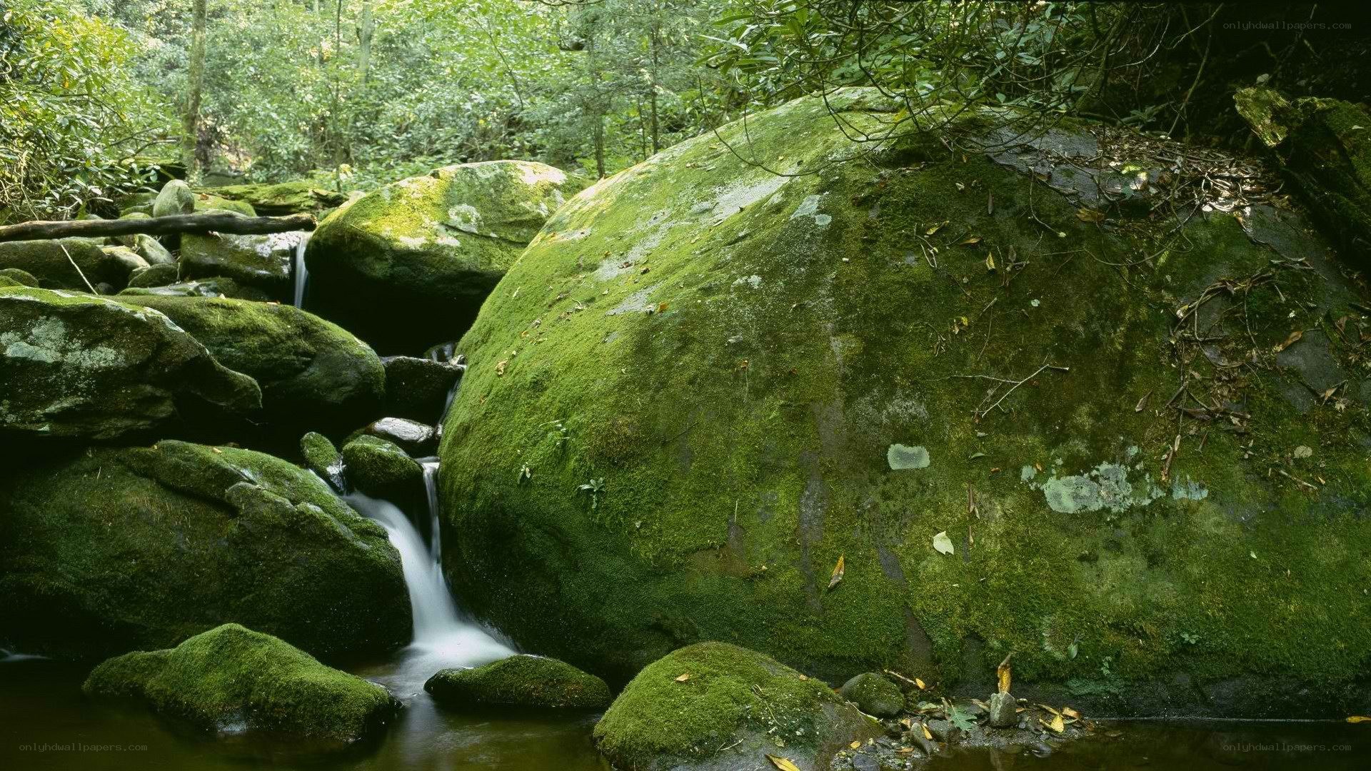 Moss-covered rocks in forest stream